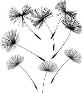 oude paardenbloemen die weg geblazen worden door een kind