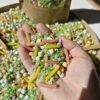 Lente Mix