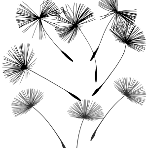 oude paardenbloemen die weg geblazen worden door een kind